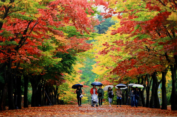 入選獎 盧煒梁 秋候花雪月,無百日紅葉.jpg